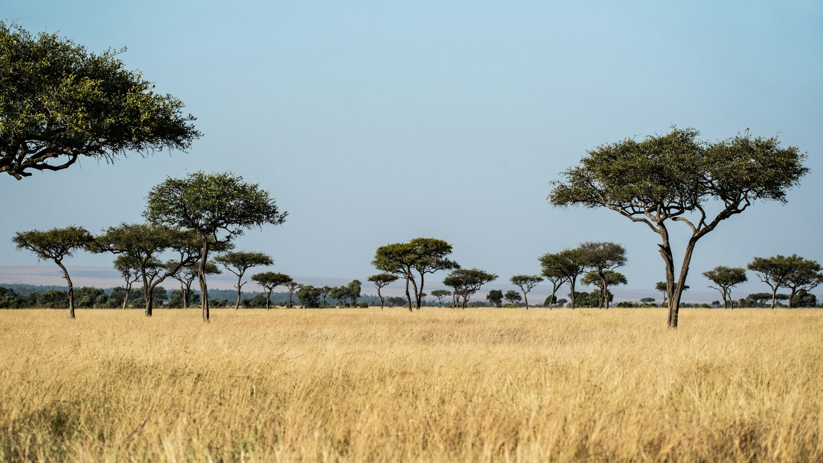 Masai Mara